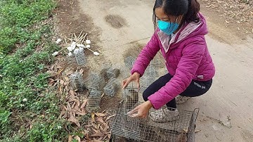 Hai vợ chồng ở miền Bắc bẫy chuột đồng trúng mánh dính phát mê /tt115