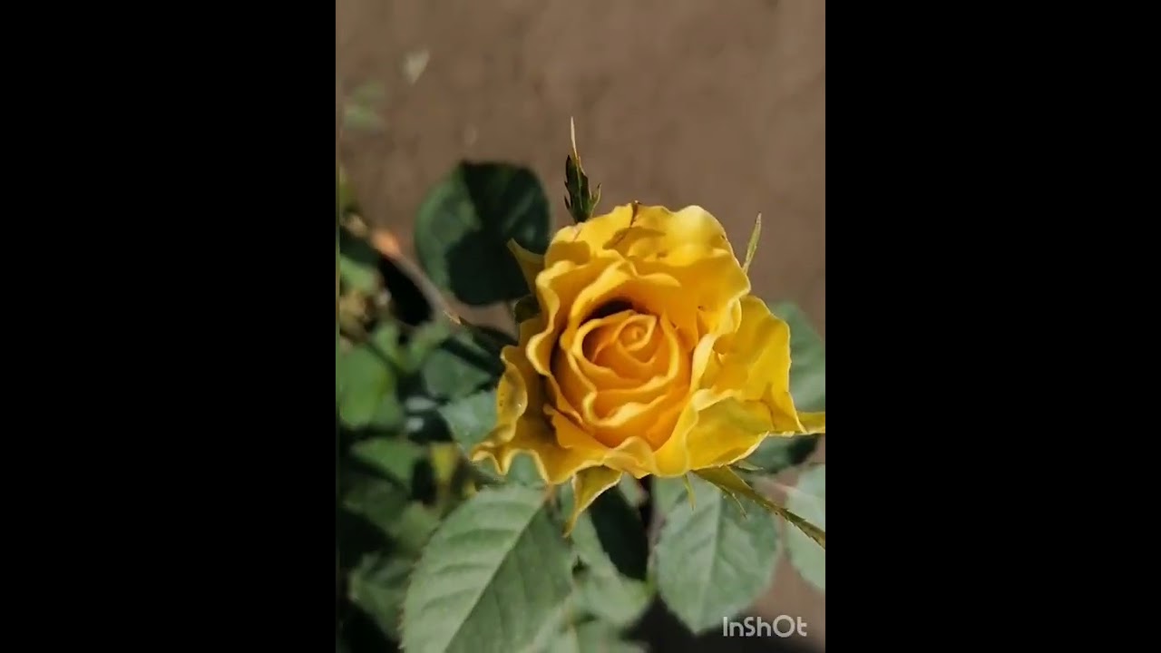 الفرق بين الورد الجوري السلطاني والورد الجوري الهولندي، ايهما افضل الجوري السلطاني ام الهولندي