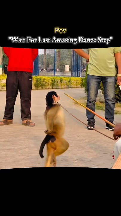 Thumak Thumak 🥰 || Jutti Meri || So Cute Monkey Dance || WhatsApp (Lyrics) Status ||