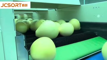 JC SORT grapefruit sorting & packing line, grapefruit weight sorting line