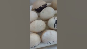 OMG...🦆 Hatching.. No! NOT! Ready! I need⏳!  Rescued Muscovy duck eggs, 1st timer