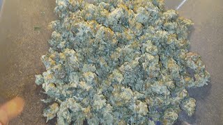 Final weight on Tangerine Band from Exotic Seeds. Spider Farmer G5000/UVR40  medical marijuana grow 