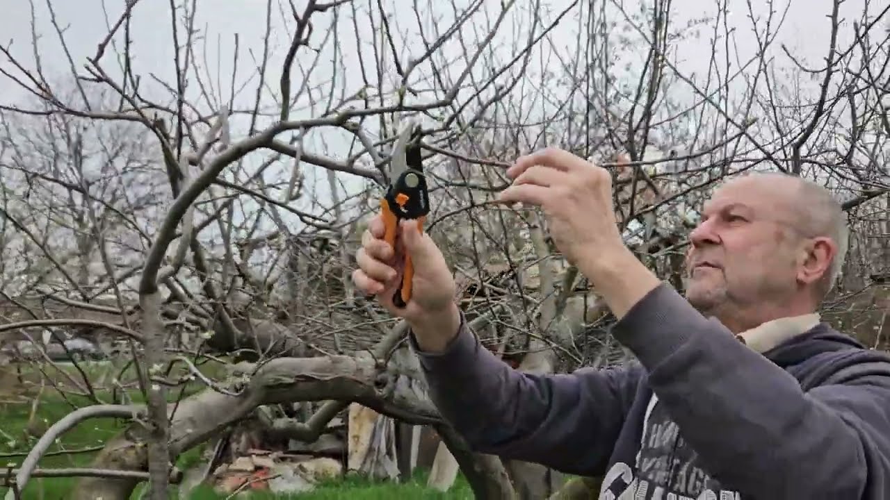 Голяма резитба 1, за подмладяване и плод.#ябълка