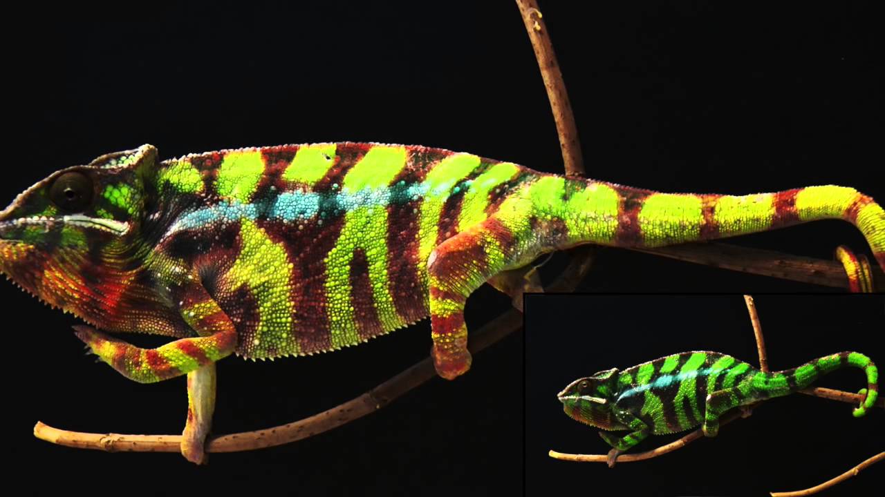 Chameleons don't change colour, they use smart mirrors