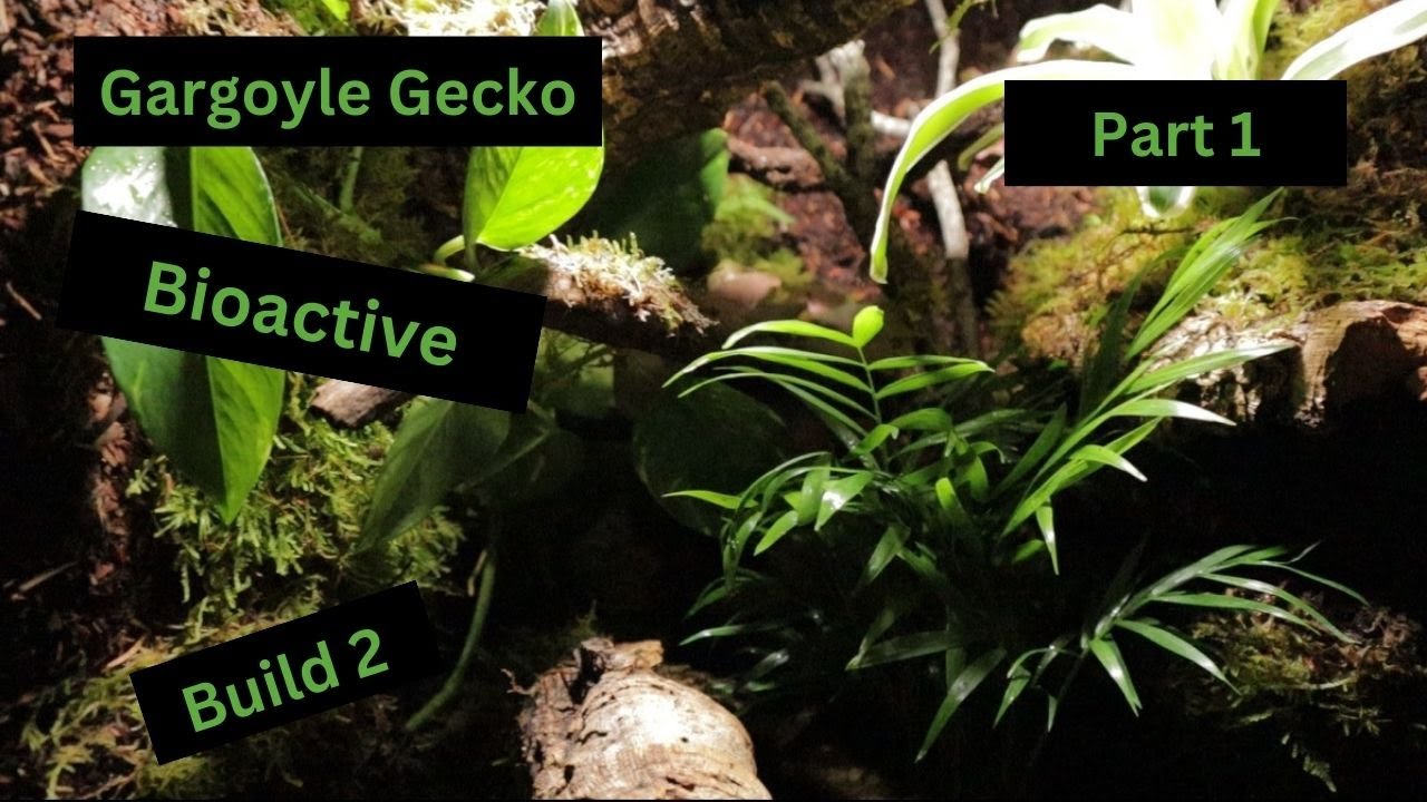 Building the 2nd Gargoyle Gecko Bioactive Vivarium
