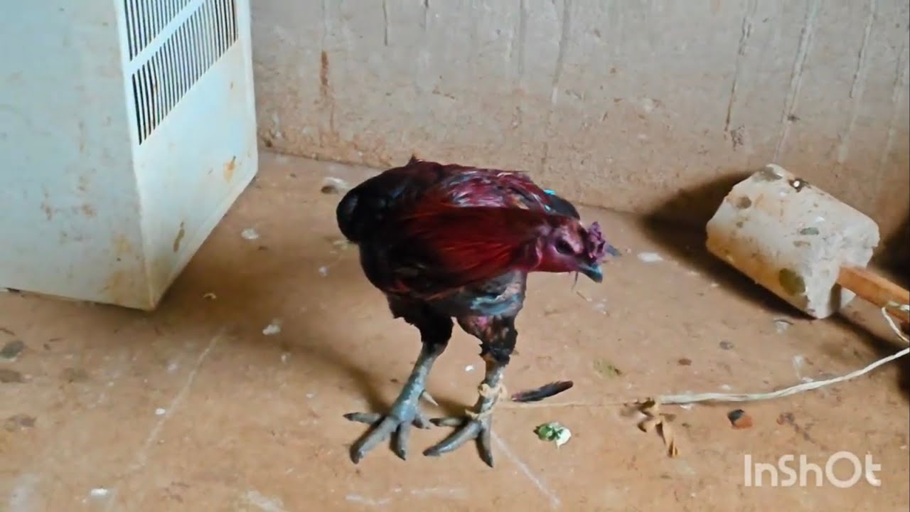 Black skin kukuda farm odisha feeding details 