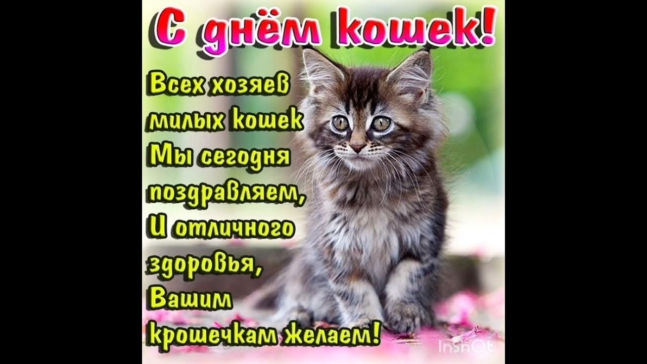 День подмигивания кошкам картинки поздравления