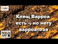 #клещ_варроа есть -, но нету варроатоза !!!