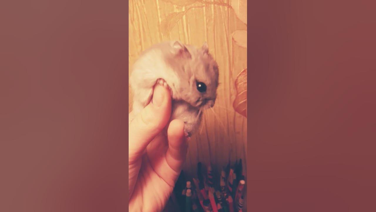 Мем с моим хомяком )))) - YouTube