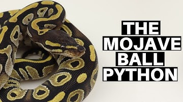 Morph Guide #2: The Mojave Ball Python - Benjamin