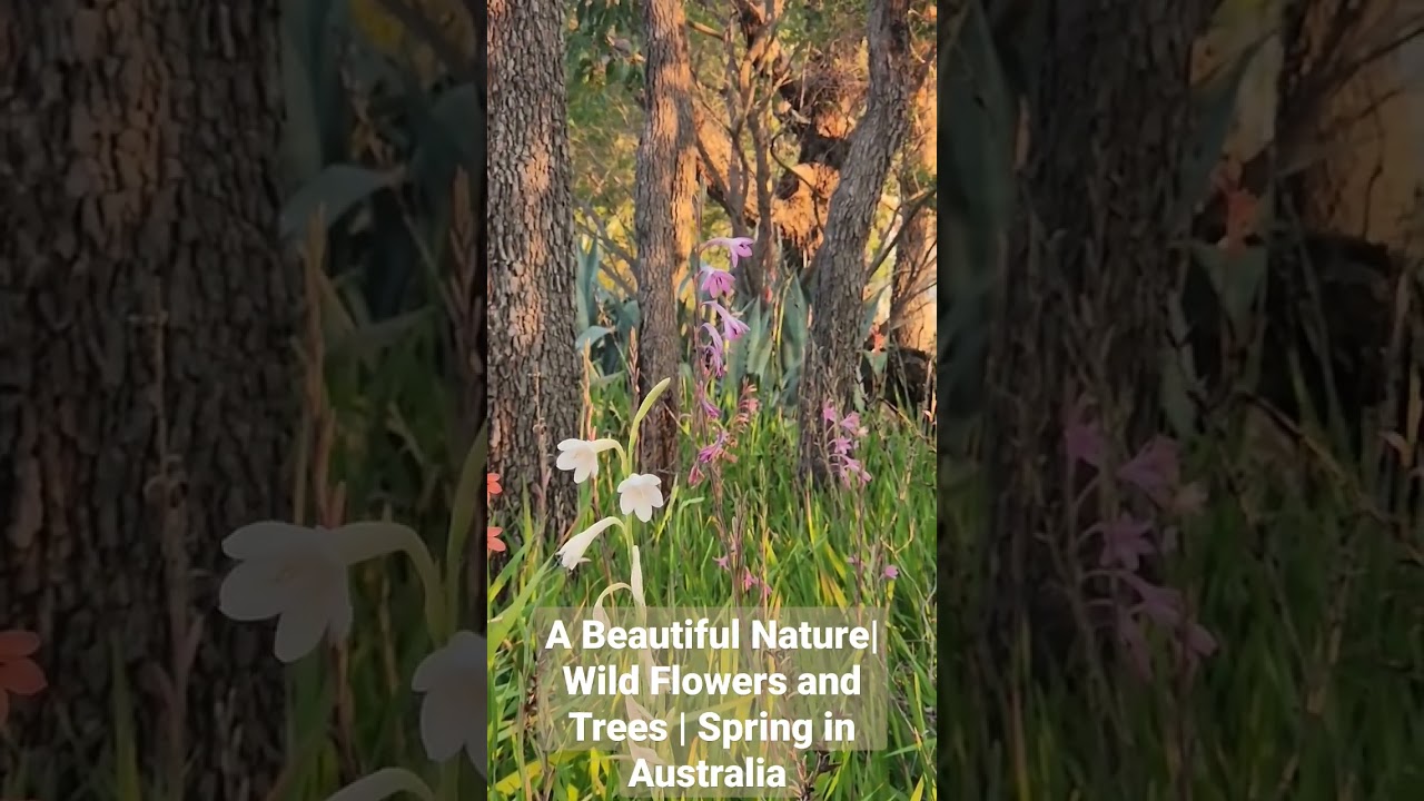 Wild Flowers and Trees | Spring in Australia