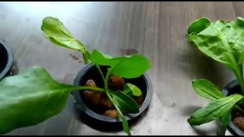 VCET Final Year Engineering Project - Aquaponics System using IoT