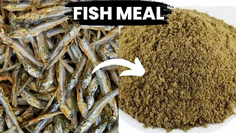How to make fish meal cheaply at home for poultry #tipsonrearingpoultry #poultryfarming