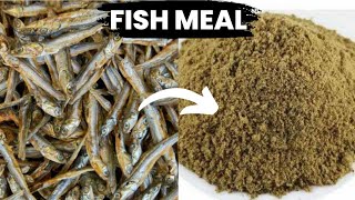 How to make fish meal cheaply at home for poultry #tipsonrearingpoultry #poultryfarming