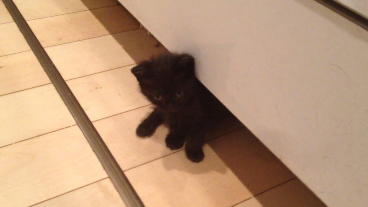 猫 かわいい イラスト 小さな小さな黒猫ちゃん small cat