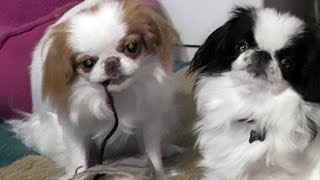 Japanese Chin puppies fighting over a shoestring