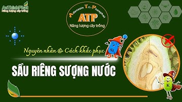 Nguyên Nhân Và Cách Khắc Phục Sầu Riêng Sượng Nước | An Thịnh Phát