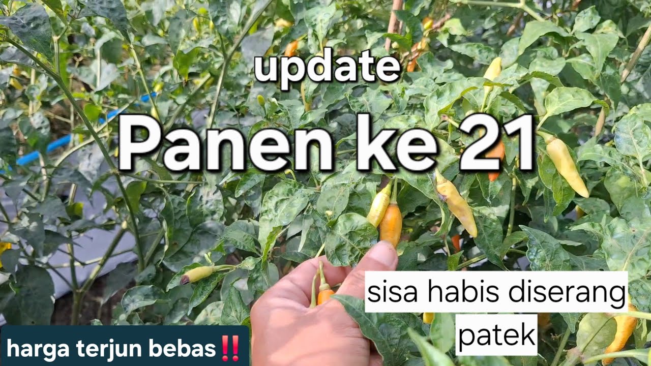 Panen ke 21 varietas o'er tavi✅️