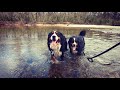 A Change Of Scenery | Taking Our Bernese Mountain Dogs To The Creek!