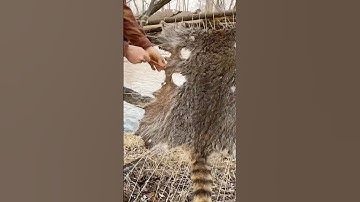 Saving animal skins for tanning #survival #bushcraft #traditional #camping #outdoorlife