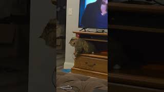 the red light is everywhere! #getit #cutecat #catlife #funnycatvideo