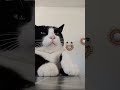 Cats Have The Best Dance Moves 😂