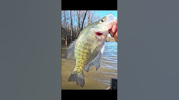 another nice Crappie