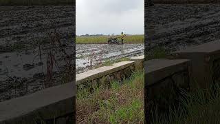 Musim Lubar Tandurpara Petani Mengklator Sawah Y sawah petani