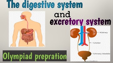 Digestive system and excretory system / Human digestive system/ science / Olympiad prepration