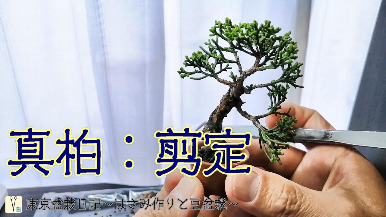 真柏：Shimpaku Juniper：剪定 - YouTube