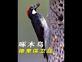 橡果保卫战 啄木鸟和花栗鼠暴揍大坏蛋 动物 动物世界 纪录片 神奇动物在抖音 奇趣自然 橡果保卫战 啄木鸟和花栗鼠暴揍大坏蛋 动物 动物世界 纪录片 神奇动物在抖音 奇趣自然