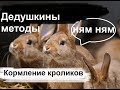 Чем можно и нужно кормить кроликов. Кормление кроликов как правильно