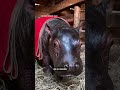 Bumpy, el hipopótamo huérfano