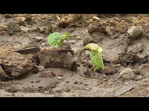 ხულოში სეტყვით მიყენებულ ზარალს ითვლიან