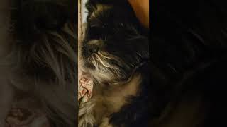My Shih Tzu Buddy Sleeping #shortvideo #doglover dogl
