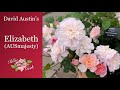  david austins elizabeth rose ausmajesty  english roses