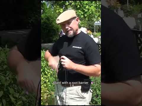 Video: Care Of Gooseneck Loosestrife - Rritja e Qafës së Goosestrife në kopshte