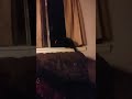 Cat scared by fart noises