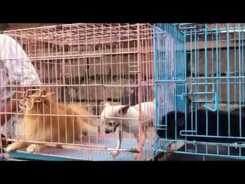 Pet market in Bali 2 - YouTube