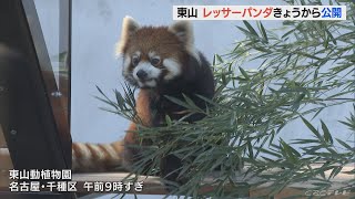 大人気　東山動植物園にレッサーパンダ舎オープン　“密”にならない対策も