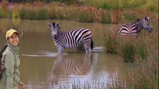 Zebras, Buffalo and Warthogs | Ranger Insights