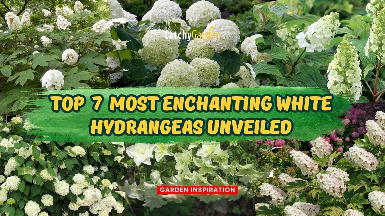 TOP 7 Most Enchanting White Hydrangeas Unveiled 🌱👍 // Gardening Ideas