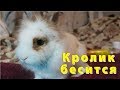 Декоративный кролик бесится| crazy rabbit