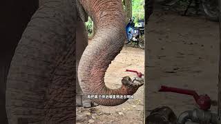 Elephant learns to turn on the faucet, its way of drinking is super cute and smart!