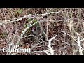 Scotland: Drone footage shows runaway monkey after fleeing wildlife park