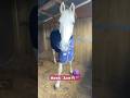 Meet acethe show jumper rider horses ride foryou fyp short shorts viral equestrian yt