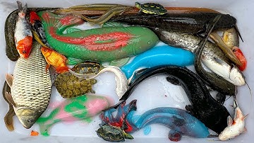 Kem Chanel lái công nông bắt cá ống nước chảy có cá chép, cá trê, koi, cá molly, con rùa, cá ranchu