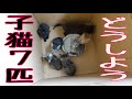 捨て猫を助けに行くの巻