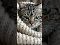 #cat #poorcat #cattears