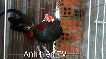 gà rừng rặc quá trình thay lông